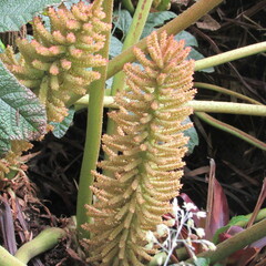 Gunnera