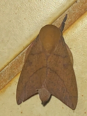 Adeloneivaia