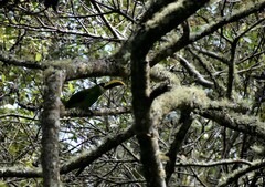 Aulacorhynchus prasinus