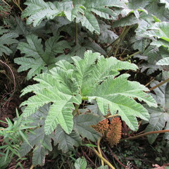 Gunnera