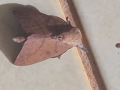 Adeloneivaia