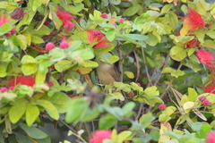 Abrus precatorius