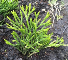 Diphasiastrum thyoides