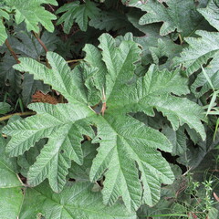 Gunnera