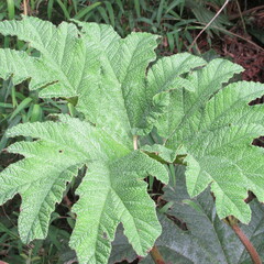 Gunnera