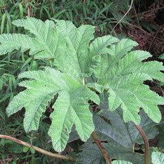 Gunnera
