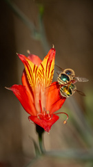 Alstroemeria ligtu