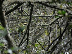 Aulacorhynchus prasinus