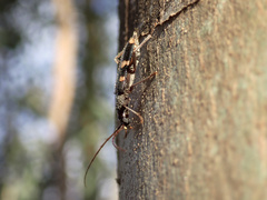 Coleocoptus senio