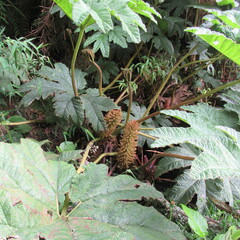 Gunnera