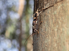 Coleocoptus senio