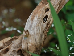 Amegilla