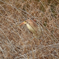Ixobrychus sinensis