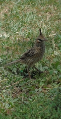 Coryphistera alaudina