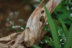 Amegilla