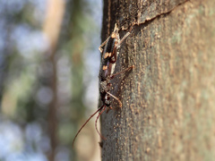 Coleocoptus senio