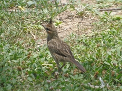 Coryphistera alaudina