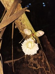 Amphitecna tuxtlensis