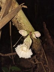 Amphitecna tuxtlensis