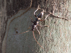 Coleocoptus senio