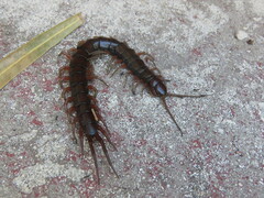 Scolopendra subspinipes