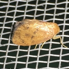 Heterogenea shurtleffi