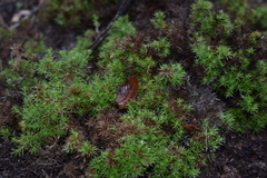 Galium andrewsii