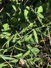 Alysicarpus ovalifolius