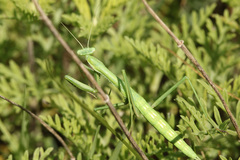Coptopteryx gayi