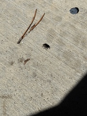Sphenophorus parvulus