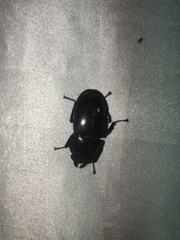 Dorcus