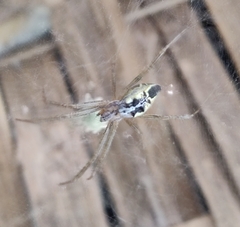 Cyrtophora cicatrosa