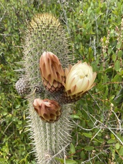 Trichocereus chiloensis