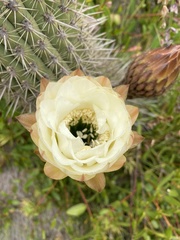 Trichocereus chiloensis