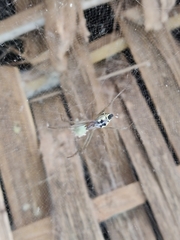 Cyrtophora cicatrosa