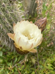 Trichocereus chiloensis