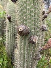 Trichocereus chiloensis