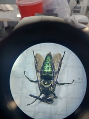 Thalestria spinosa
