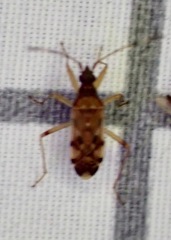 Ozophora picturata