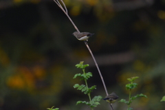 Leptocoma zeylonica
