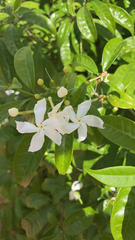 Tabernaemontana divaricata