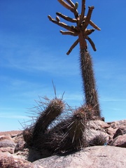 Browningia candelaris