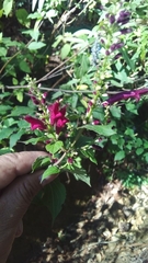 Salvia iodantha