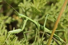 Coptopteryx gayi