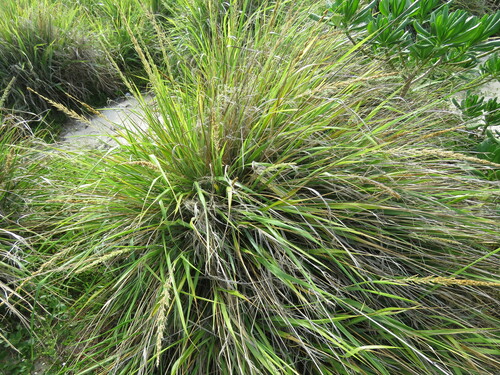 Eragrostis variabilis observed 2022-10-28