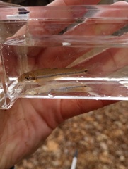 Phenacobius mirabilis