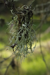 Ramalina subleptocarpha