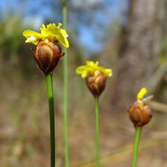 Xyris brevifolia