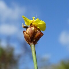 Xyris brevifolia