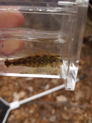 Etheostoma lynceum